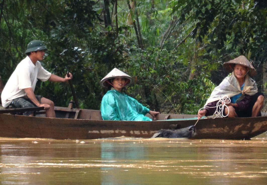 Vượt trên nước lũ...